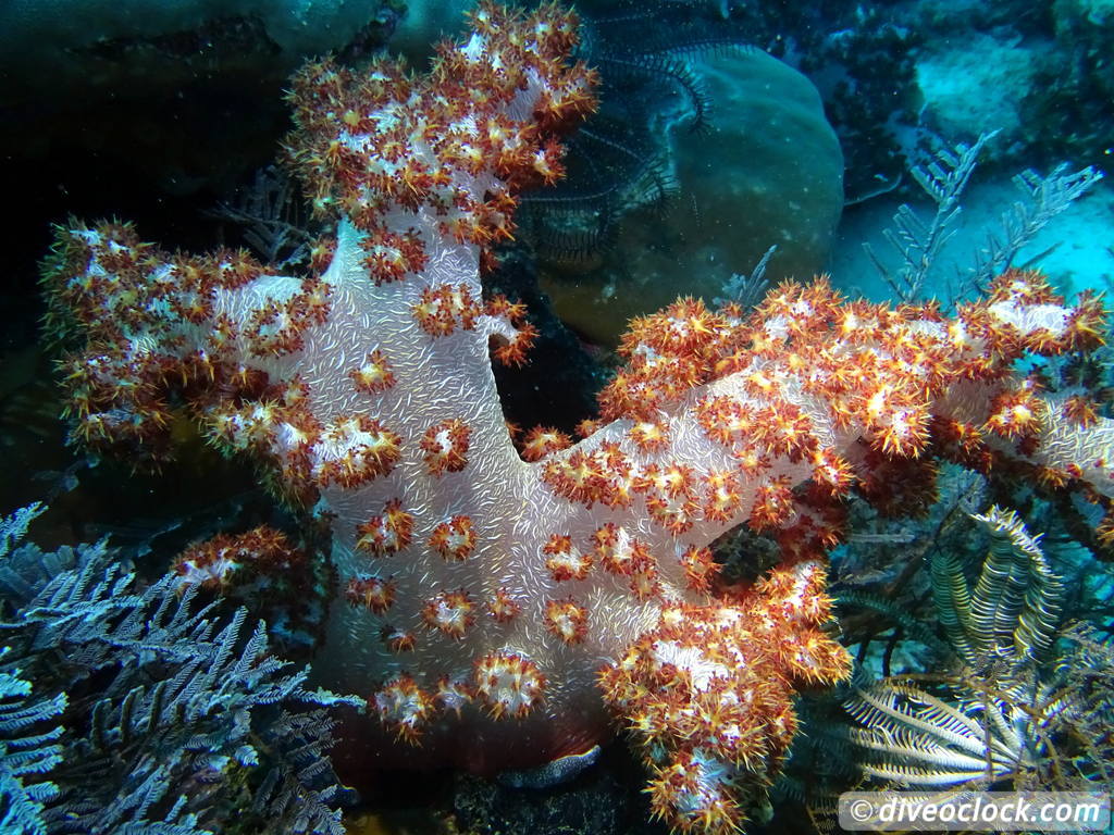 Raja Ampat World Class Diving in Papua Indonesia  Melissa Garden Raja Ampat 3