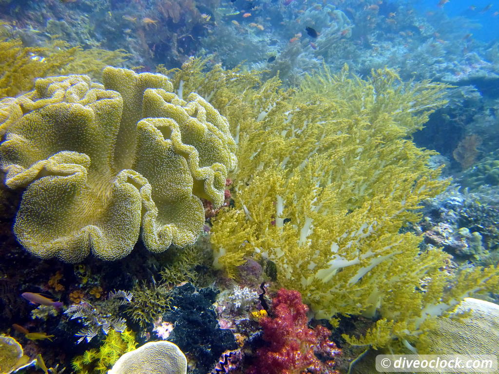 Raja Ampat World Class Diving in Papua Indonesia  Melissa Garden Raja Ampat 6