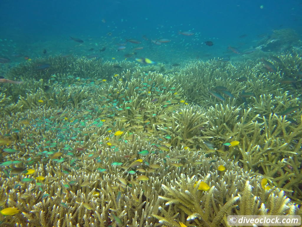 Raja Ampat World Class Diving in Papua Indonesia  Melissa Garden Raja Ampat 8