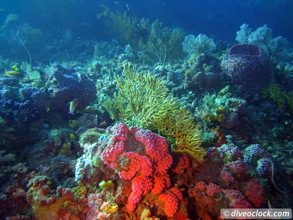 Raja Ampat World Class Diving in Papua Indonesia  Mikes Point Raja Ampat 1