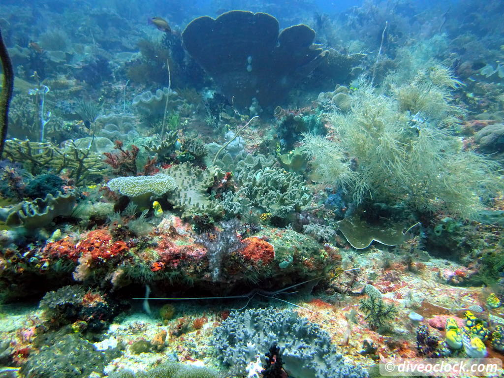 Raja Ampat World Class Diving in Papua Indonesia  Mikes Point Raja Ampat 2