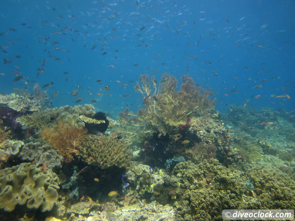 Raja Ampat World Class Diving in Papua Indonesia  Mikes Point Raja Ampat 5