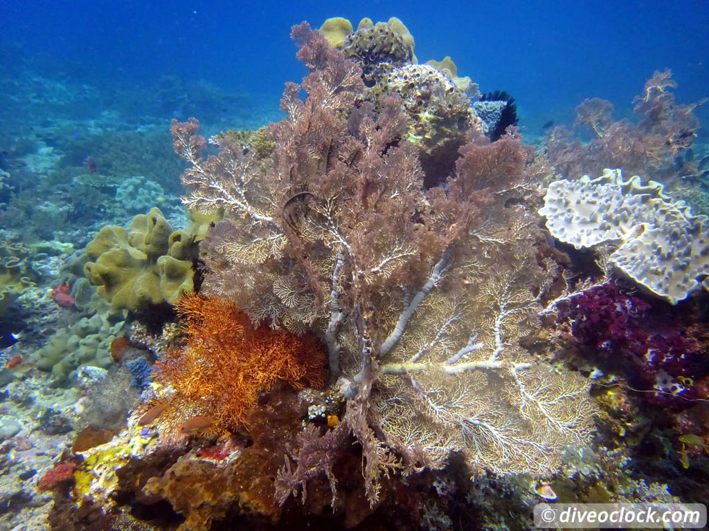 Raja Ampat World Class Diving in Papua Indonesia  Mikes Point Raja Ampat 7