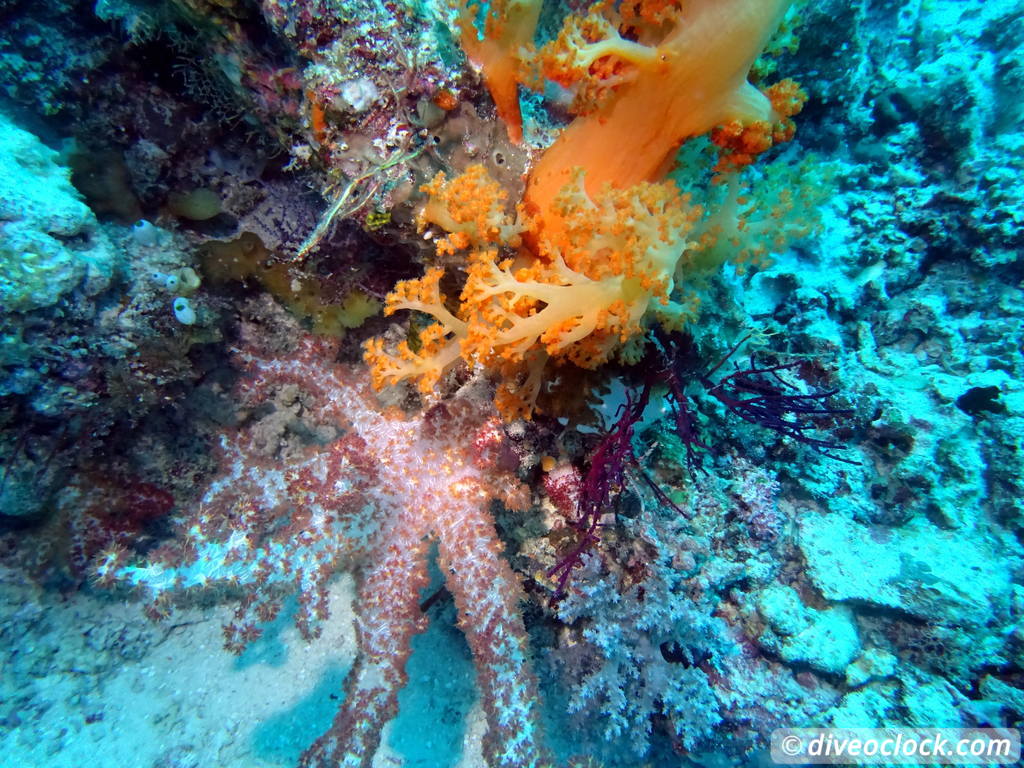 Raja Ampat World Class Diving in Papua Indonesia  Mioskon Raja Ampat 1