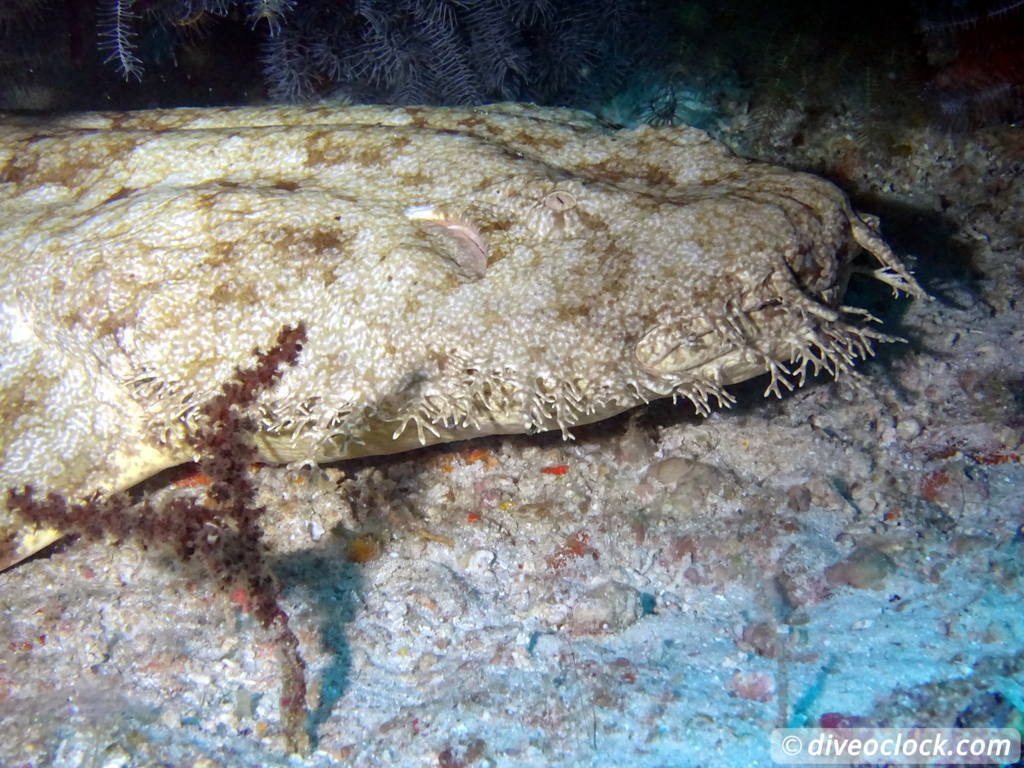 Raja Ampat World Class Diving in Papua Indonesia  Mioskon Raja Ampat 2