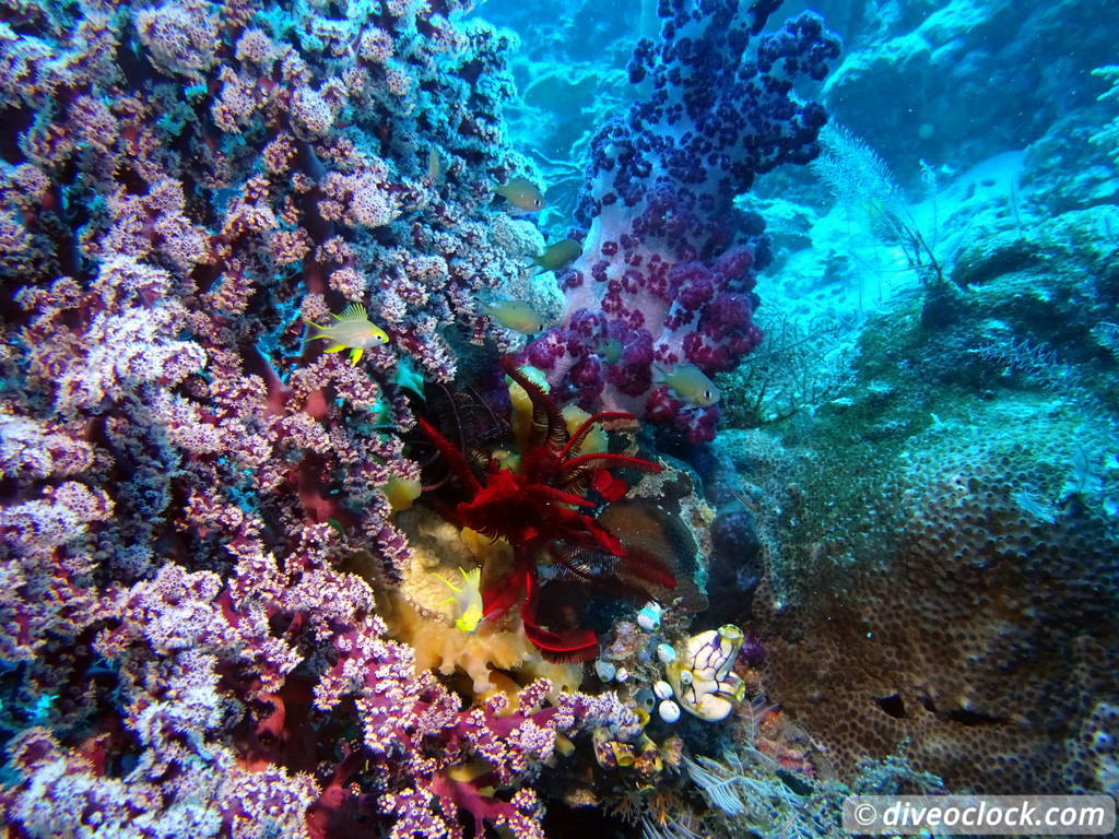 Raja Ampat World Class Diving in Papua Indonesia  Mioskon Raja Ampat 3