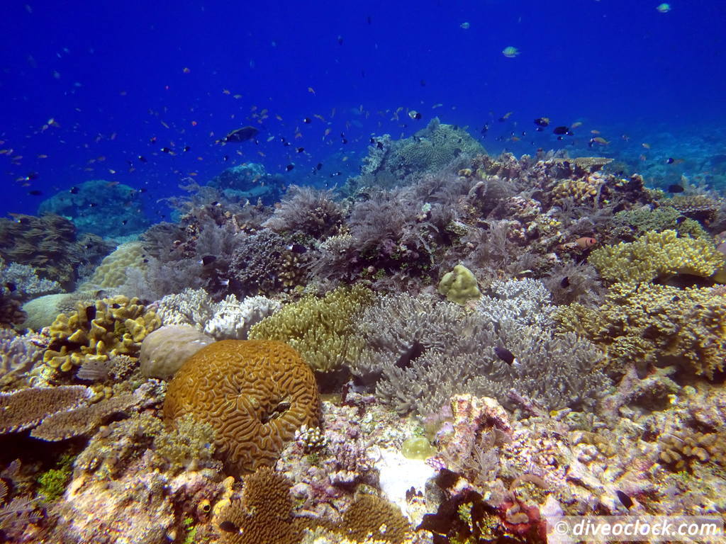 Raja Ampat World Class Diving in Papua Indonesia  Mioskon Raja Ampat 8