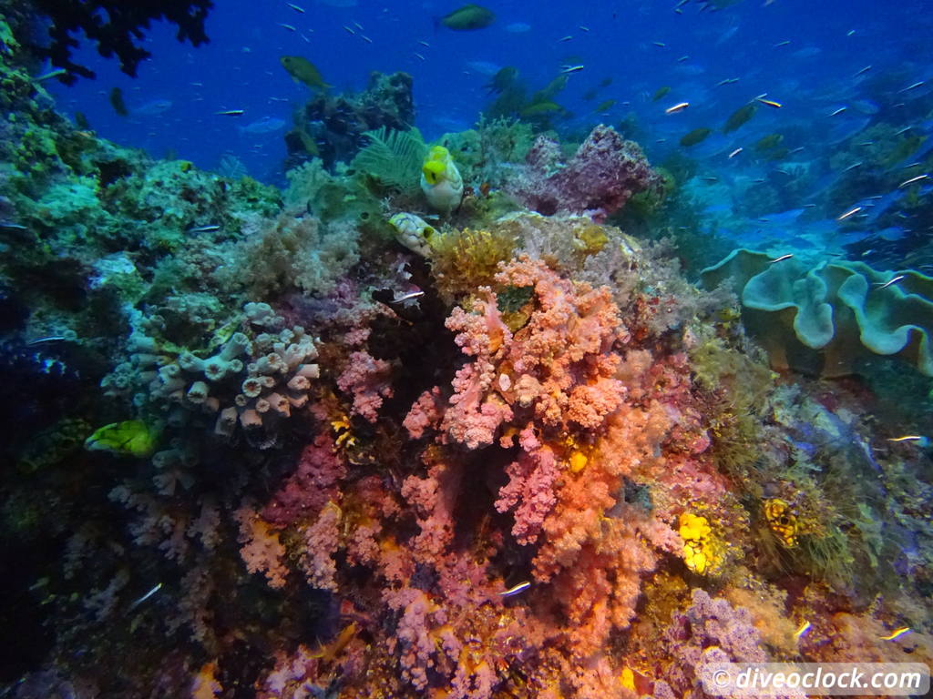 Raja Ampat World Class Diving in Papua Indonesia  Sardine Reef Raja Ampat 3
