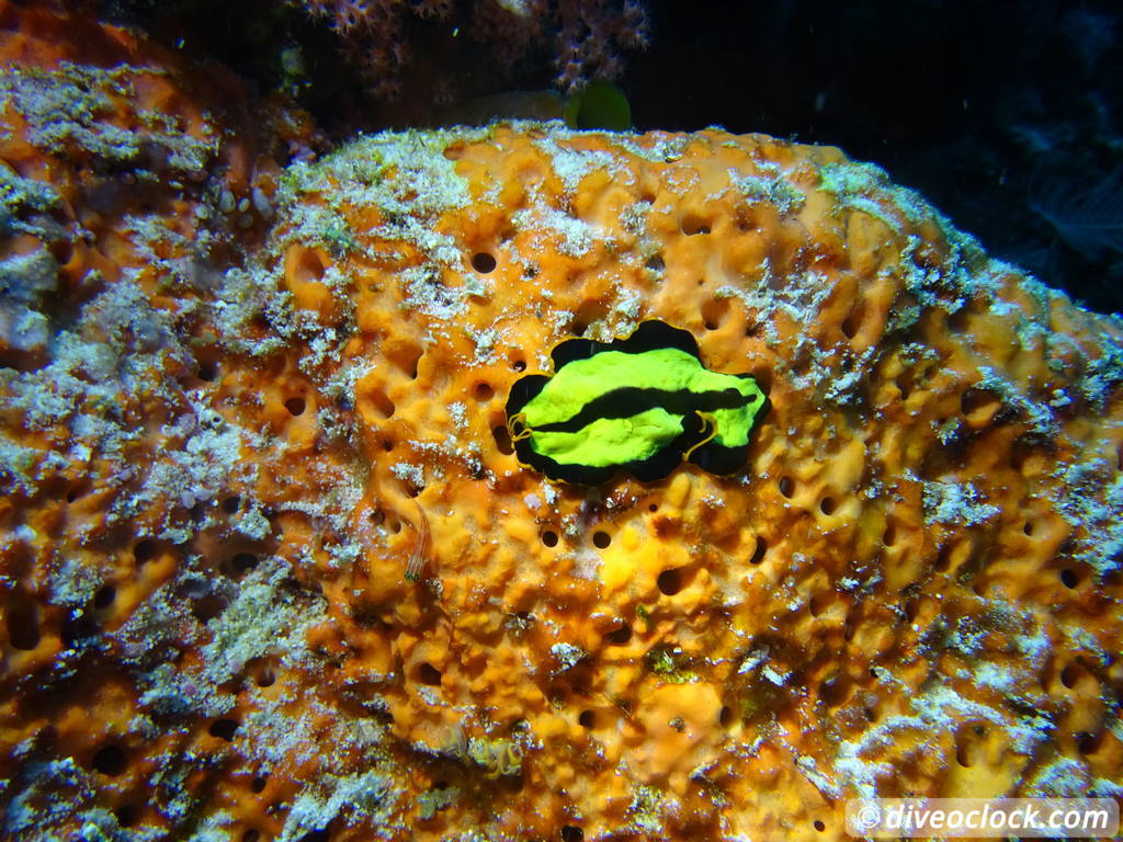 Raja Ampat World Class Diving in Papua Indonesia  Sardine Reef Raja Ampat 4