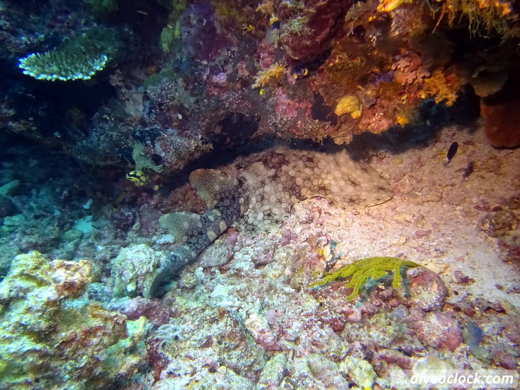 Raja Ampat World Class Diving in Papua Indonesia  Sardine Reef Raja Ampat 5