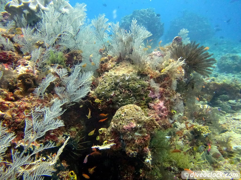 Raja Ampat World Class Diving in Papua Indonesia  Sardine Reef Raja Ampat 6