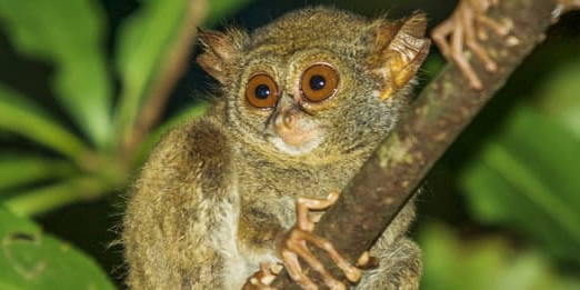 manado tarsier monkey tangkoko national park.jpg