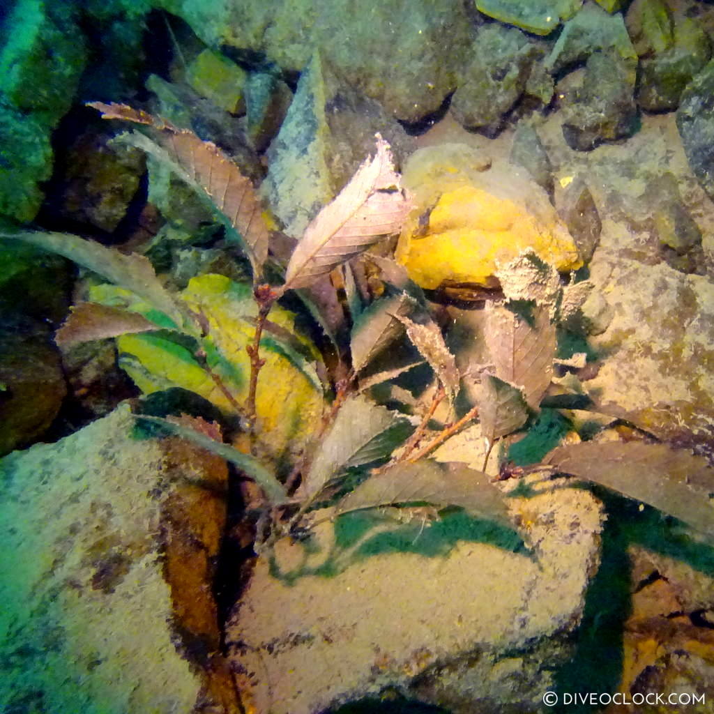 mount fuji lake diving Japan dive o'clock