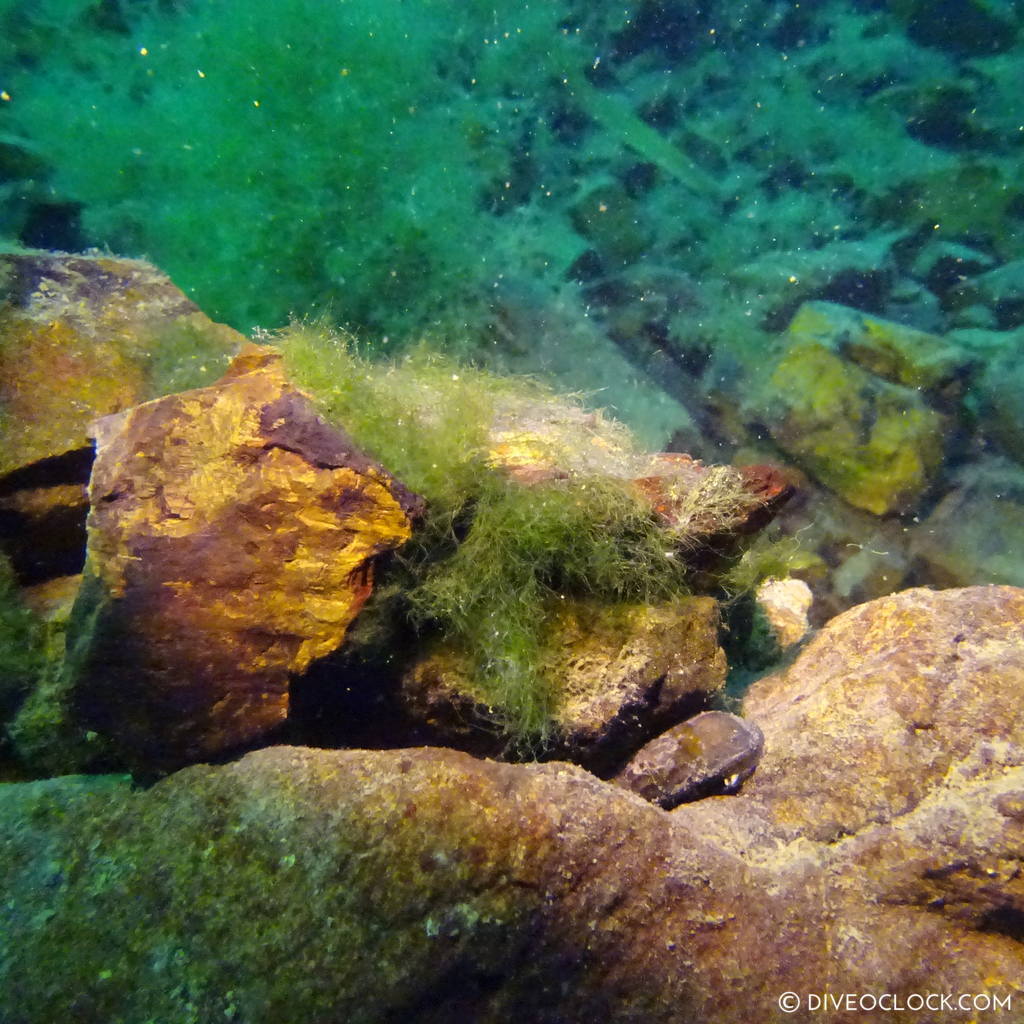 mount fuji lake diving Japan dive o'clock