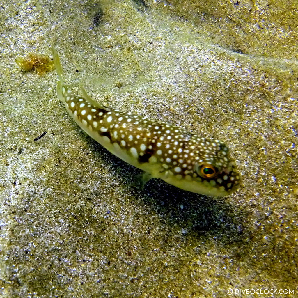 fukuoka_scuba_diving_japan_diveoclock