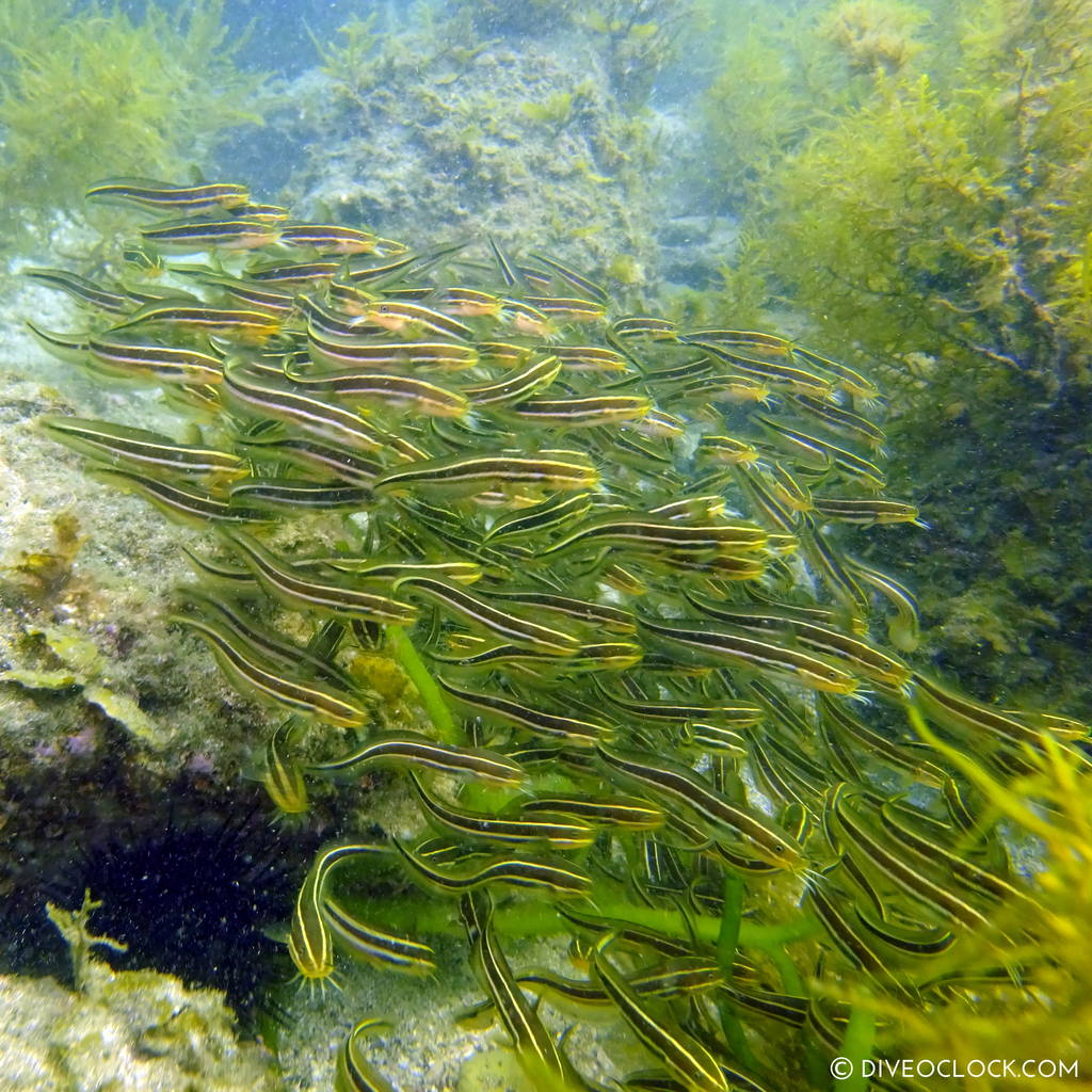 fukuoka_scuba_diving_japan_diveoclock