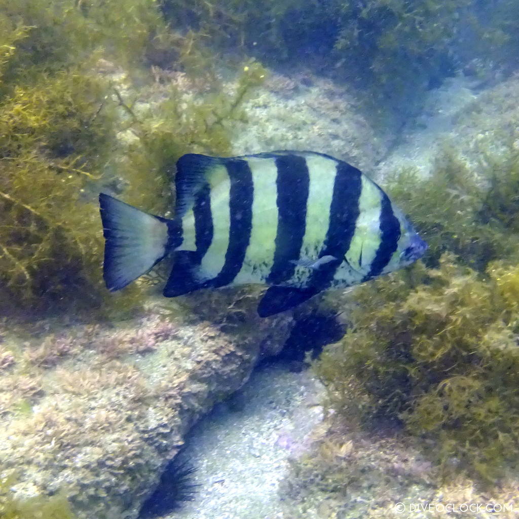 fukuoka_scuba_diving_japan_diveoclock