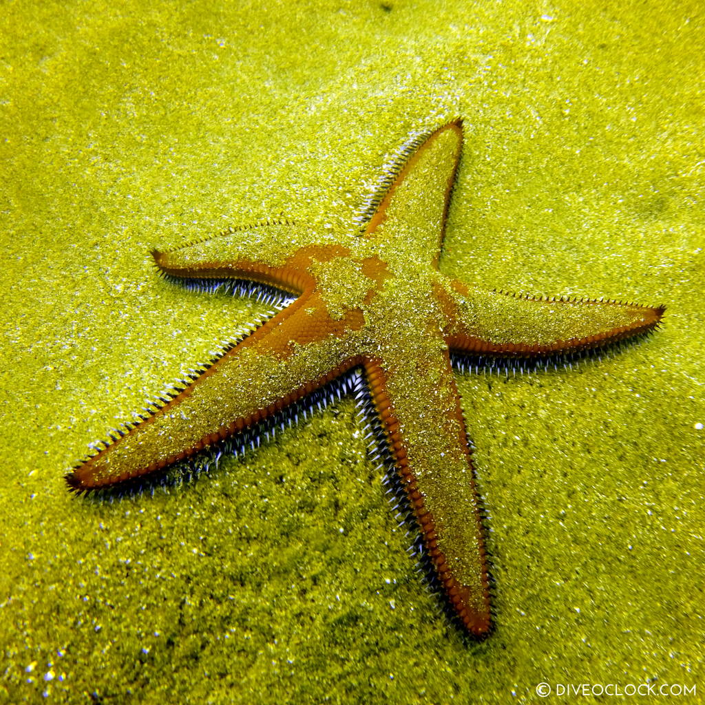 fukuoka_scuba_diving_japan_diveoclock