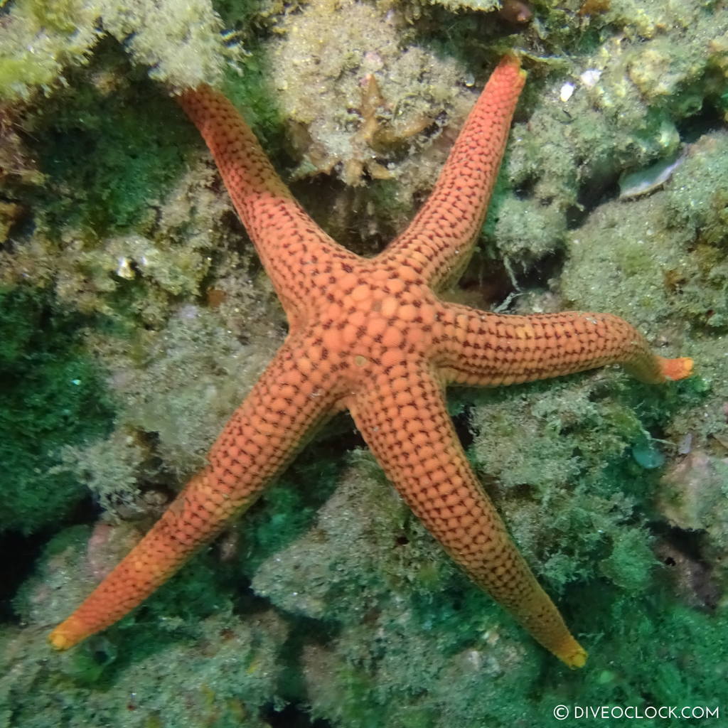 fukuoka_scuba_diving_japan_diveoclock