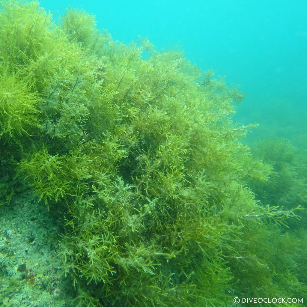 fukuoka_scuba_diving_japan_diveoclock