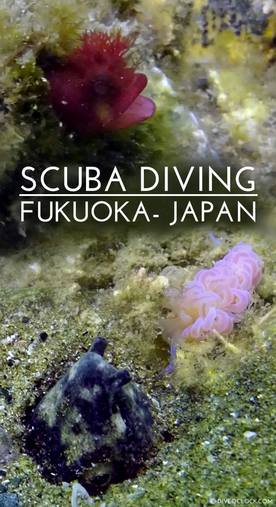 Fukuoka SCUBA Diving in Japan