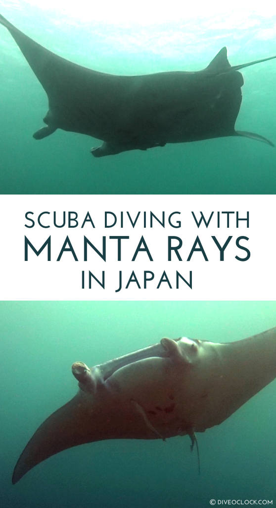 Ishigaki SCUBA Diving with Manta Rays, Okinawa - Japan
