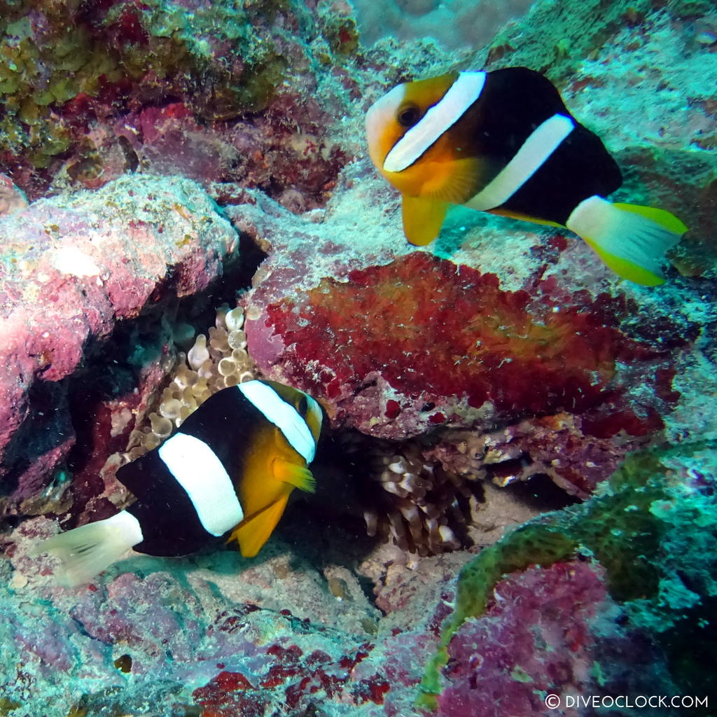 ishigaki_okinawa_scuba_diving_manta_rays_japan_diveoclock