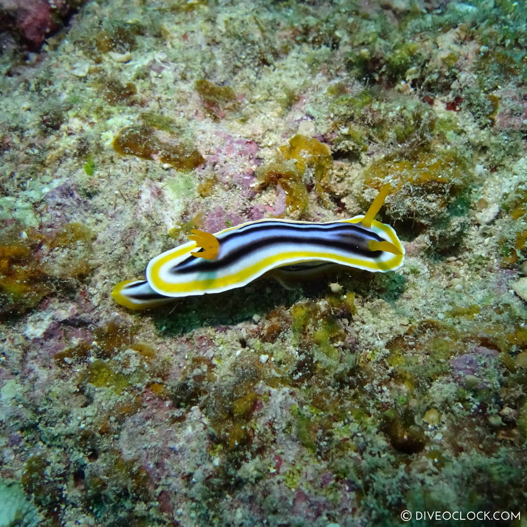 ishigaki_okinawa_scuba_diving_manta_rays_japan_diveoclock