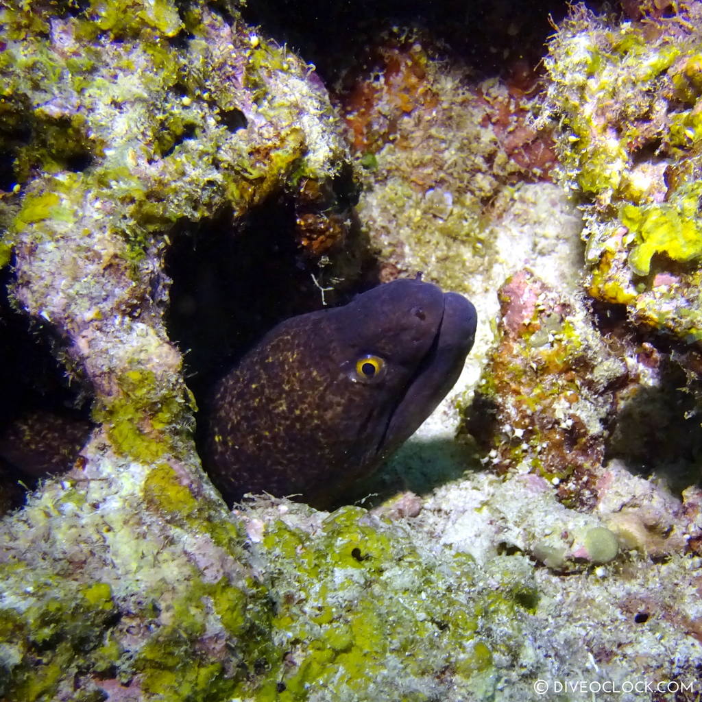 ishigaki_okinawa_scuba_diving_manta_rays_japan_diveoclock