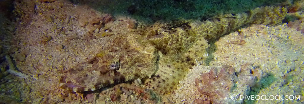 ishigaki_okinawa_scuba_diving_manta_rays_japan_diveoclock