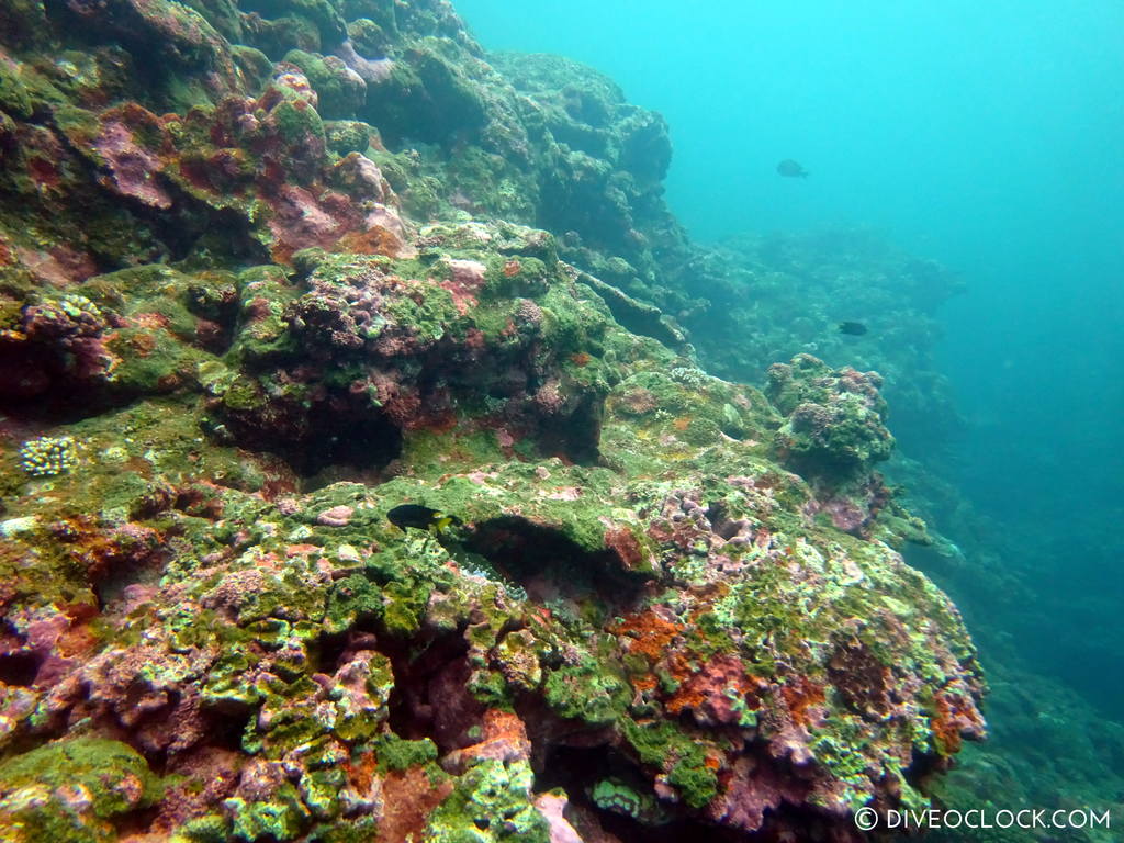 ishigaki_okinawa_scuba_diving_manta_rays_japan_diveoclock