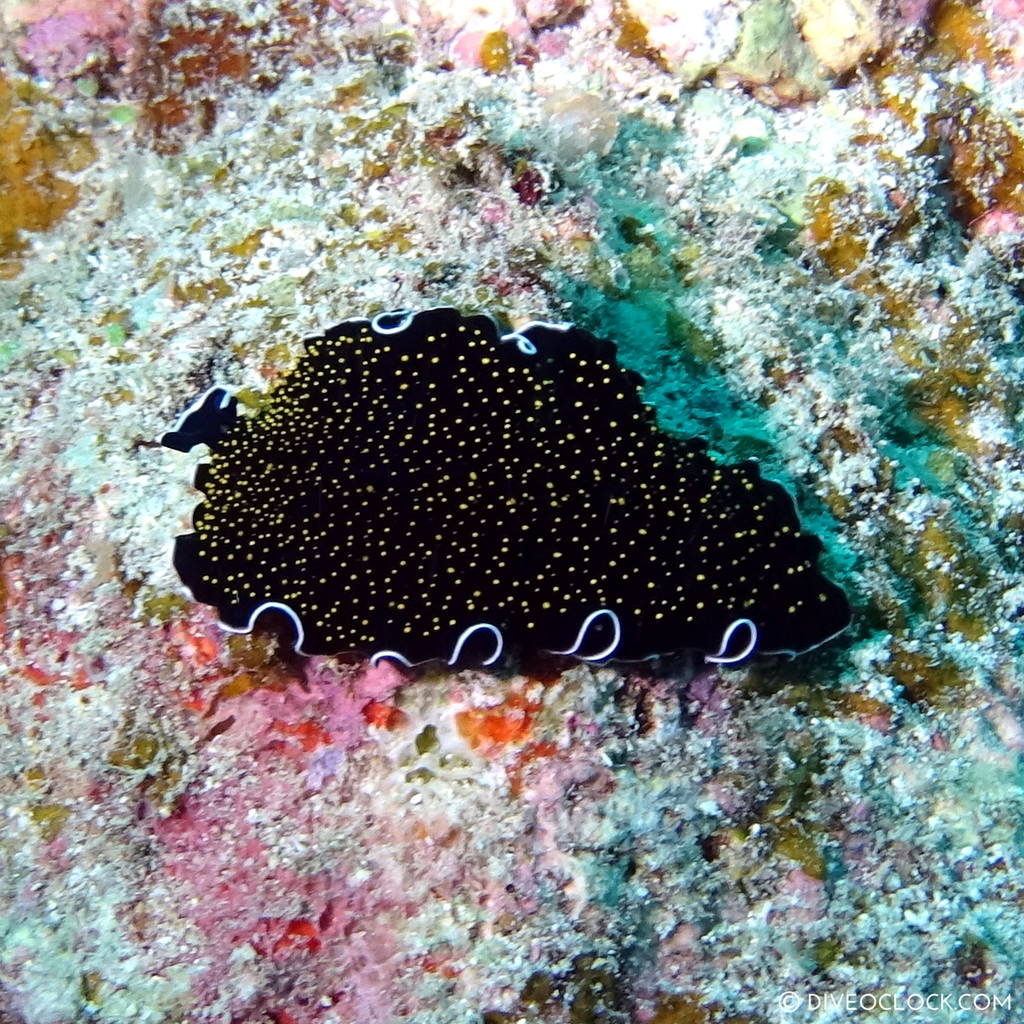 ishigaki_okinawa_scuba_diving_manta_rays_japan_diveoclock