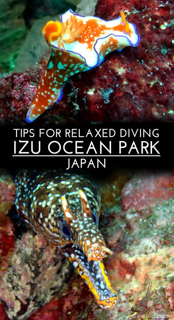 Izu Oceanic Park - Tips For Relaxed Diving at This Awesome Spot in Japan