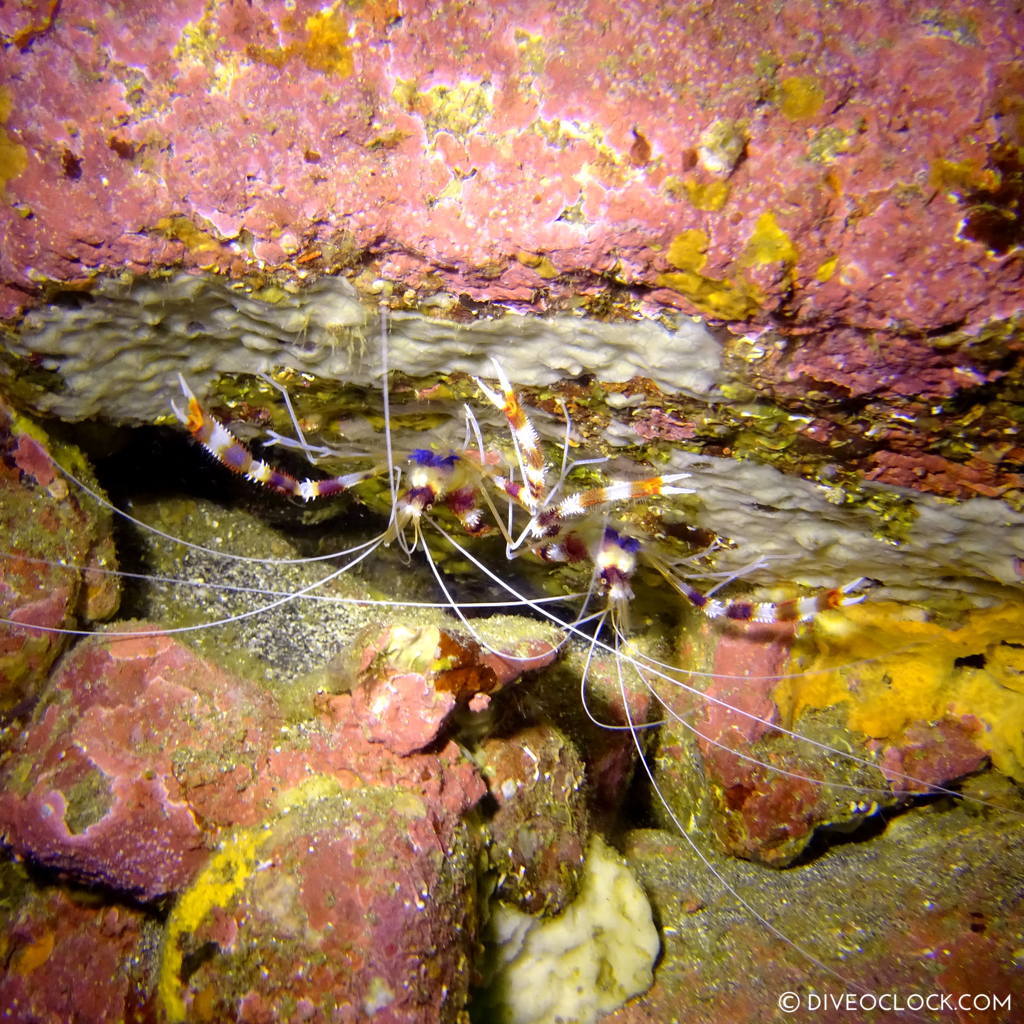 izu ocean park scuba diving Japan dive o'clock