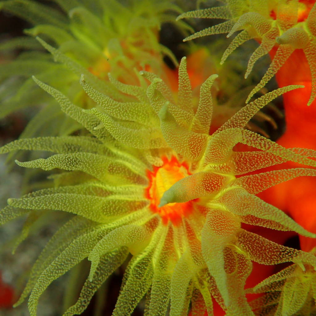 izu ocean park scuba diving Japan dive o'clock