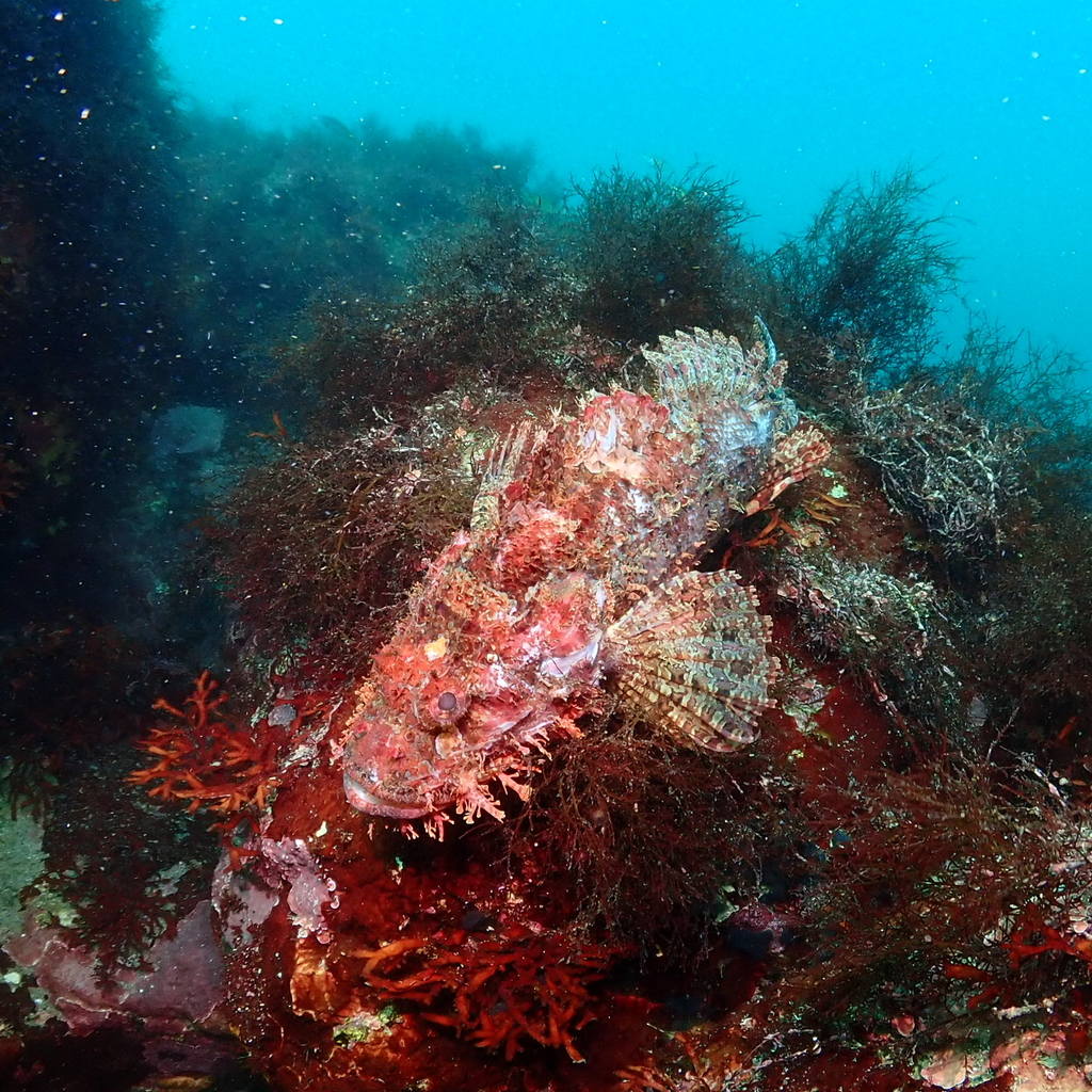 izu ocean park scuba diving Japan dive o'clock