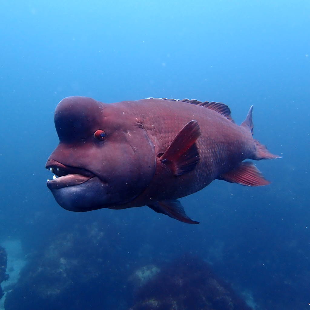 izu ocean park scuba diving Japan dive o'clock