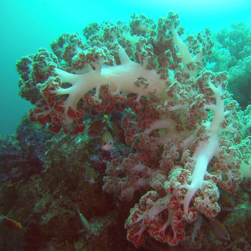 izu ocean park scuba diving Japan dive o'clock