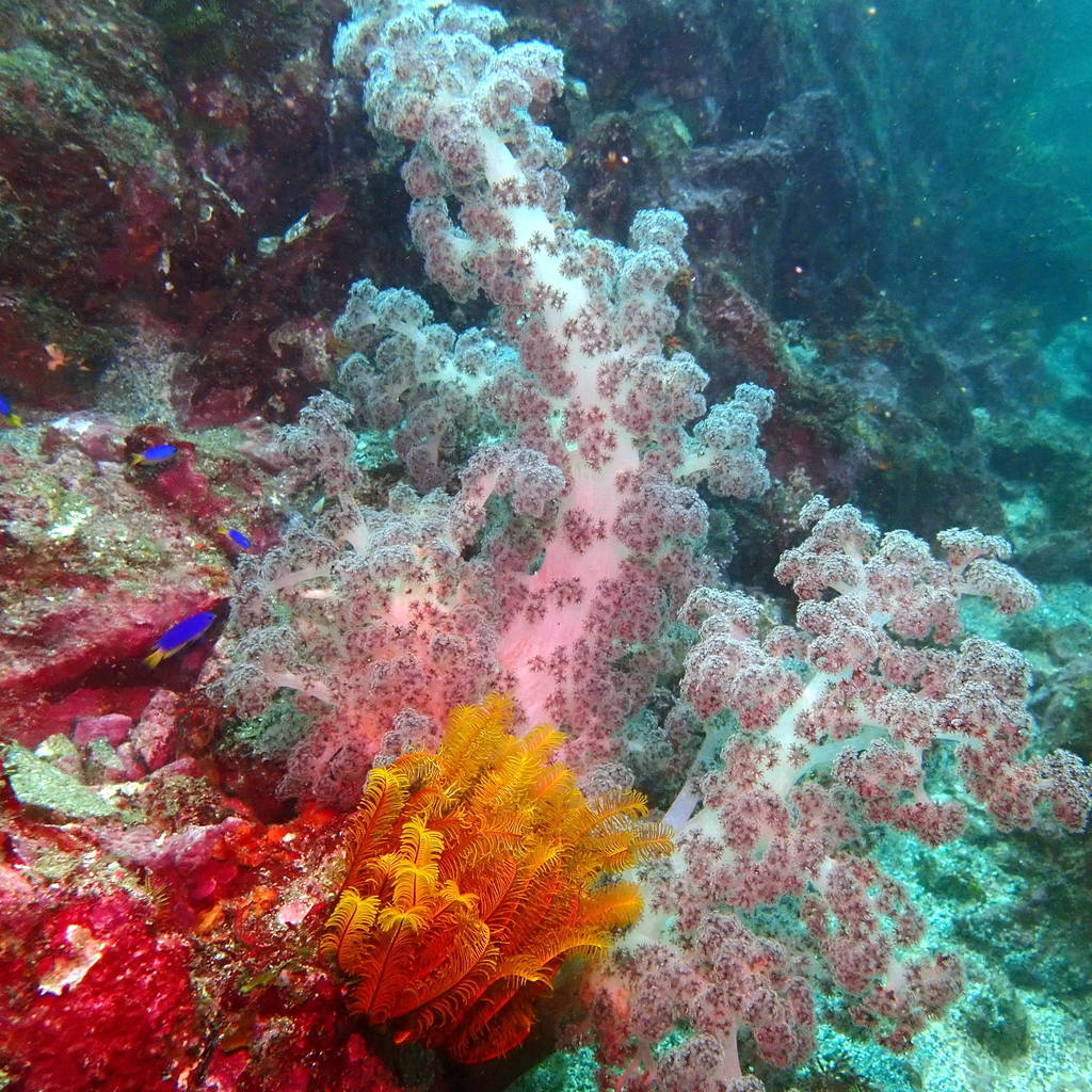 izu ocean park scuba diving Japan dive o'clock