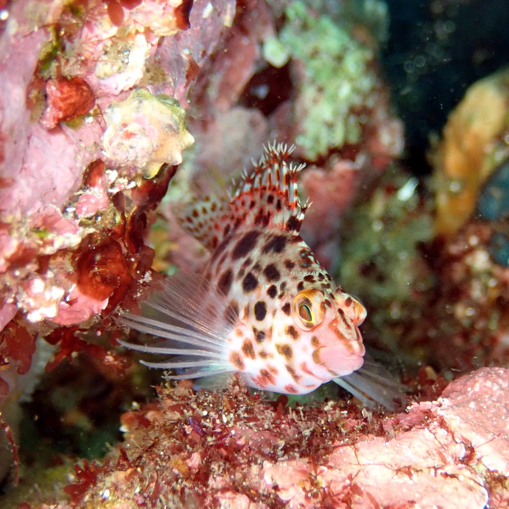 izu ocean park scuba diving Japan dive o'clock