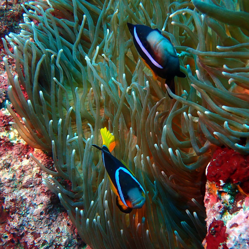 izu ocean park scuba diving Japan dive o'clock