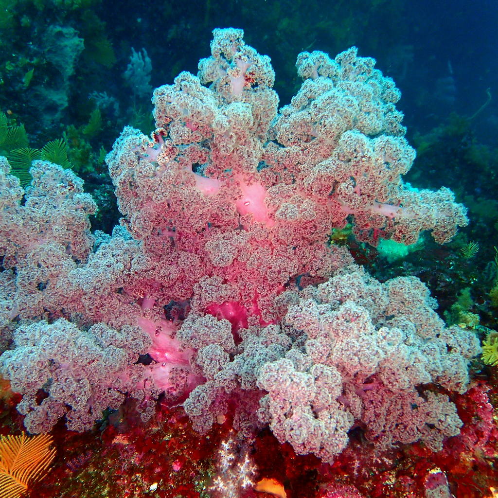 izu ocean park scuba diving Japan dive o'clock