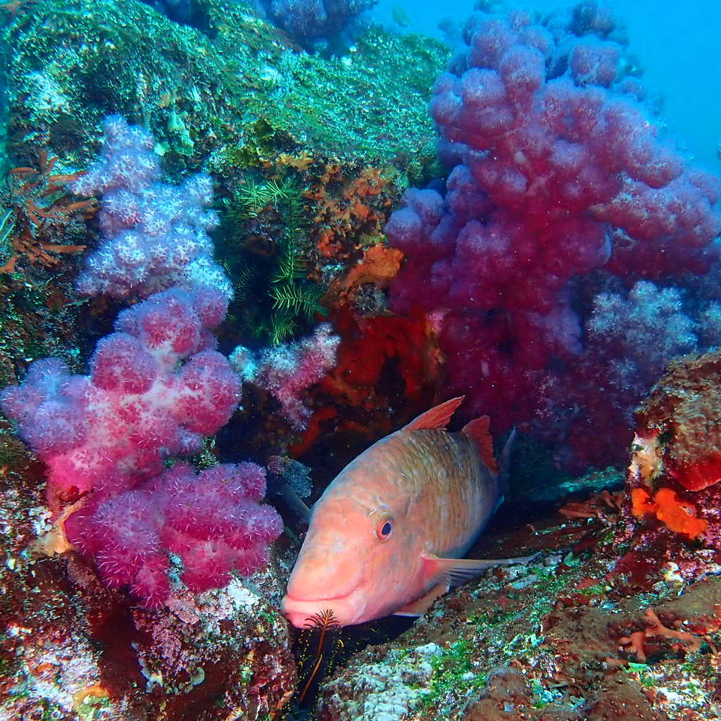 izu ocean park scuba diving Japan dive o'clock