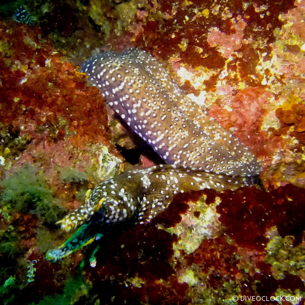 izu ocean park scuba diving Japan dive o'clock