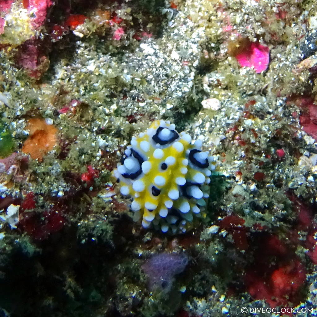 izu ocean park scuba diving Japan dive o'clock