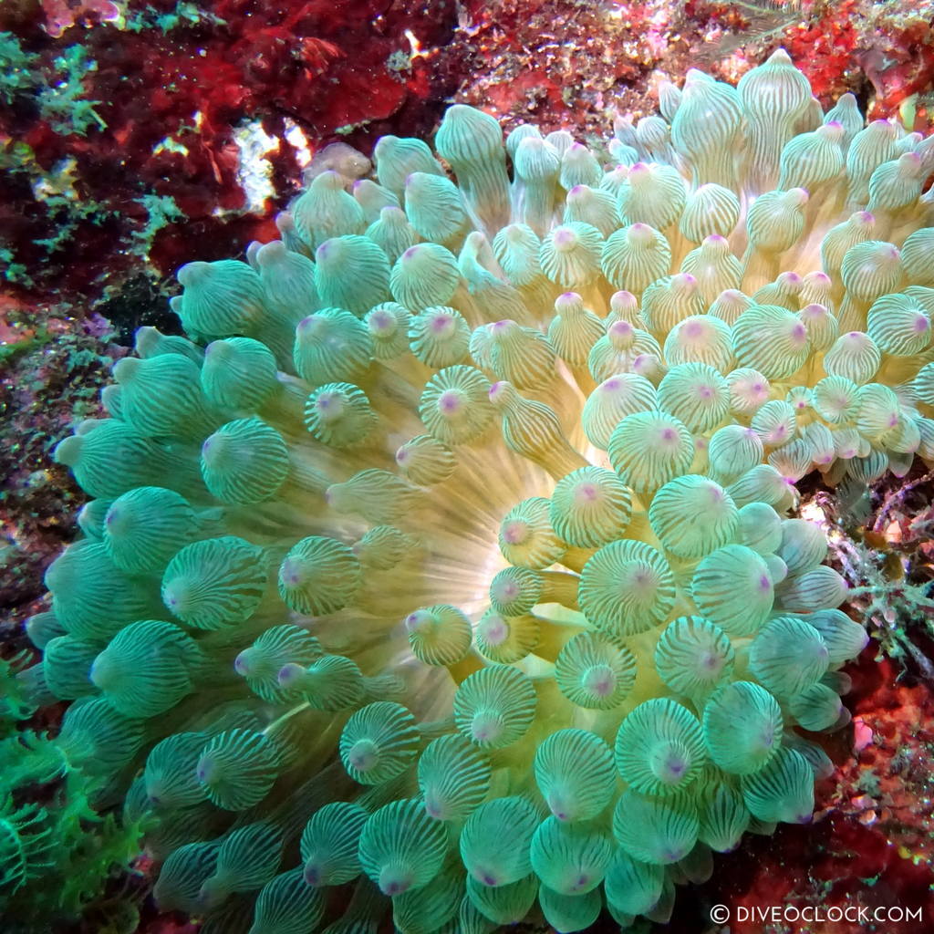 izu ocean park scuba diving Japan dive o'clock