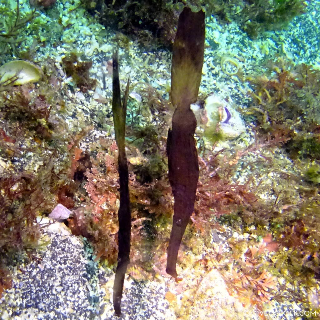 izu ocean park scuba diving Japan dive o'clock