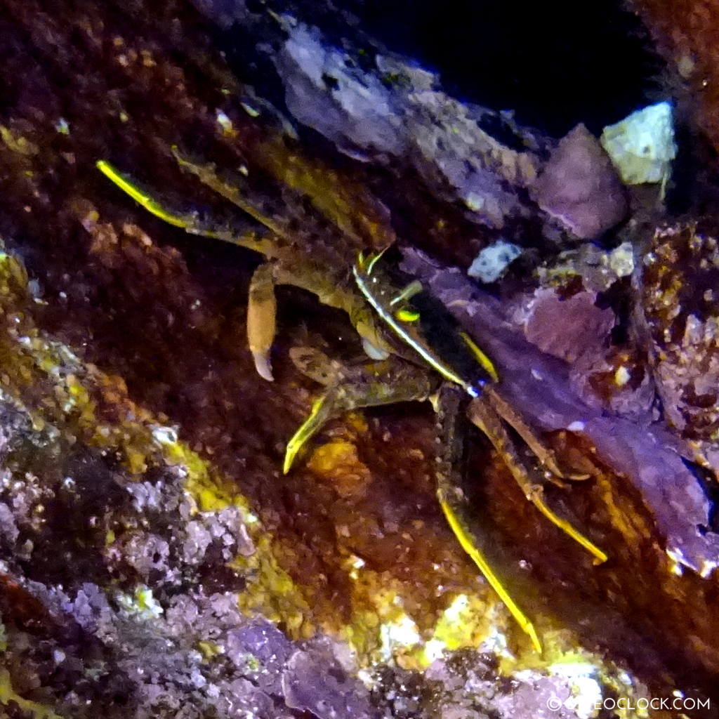 izu ocean park scuba diving Japan dive o'clock