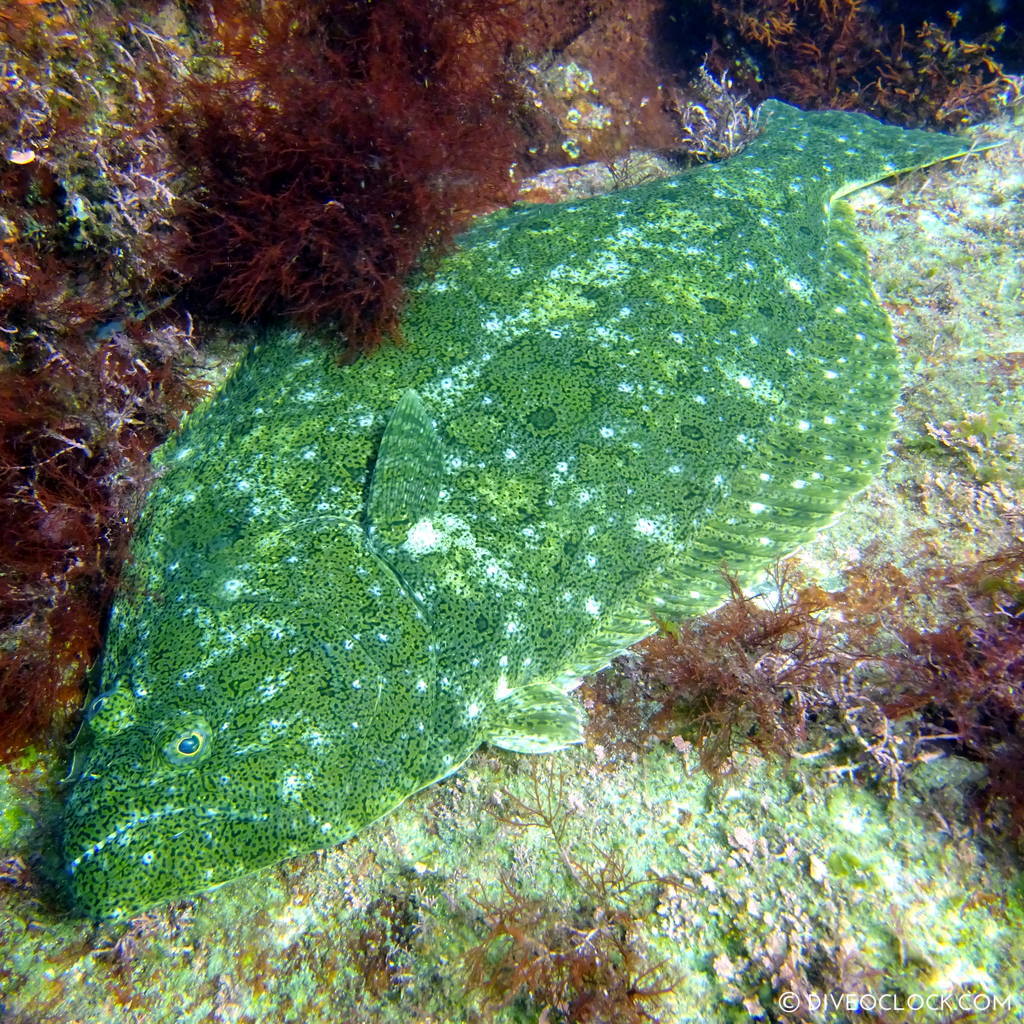 izu ocean park scuba diving Japan dive o'clock