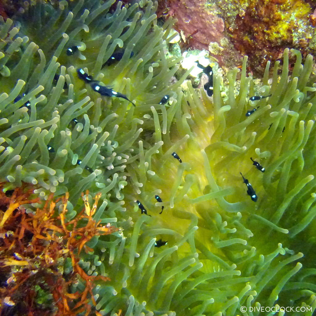 izu ocean park scuba diving Japan dive o'clock